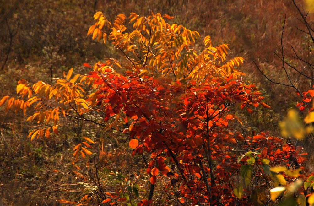 dsc_0150.jpg
