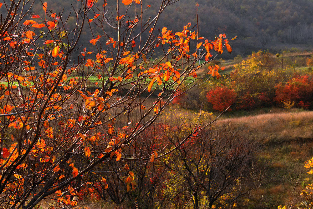 dsc_0155.jpg
