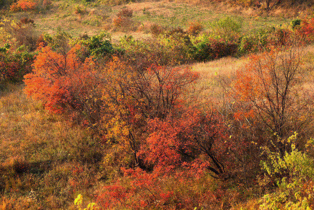dsc_0166.jpg