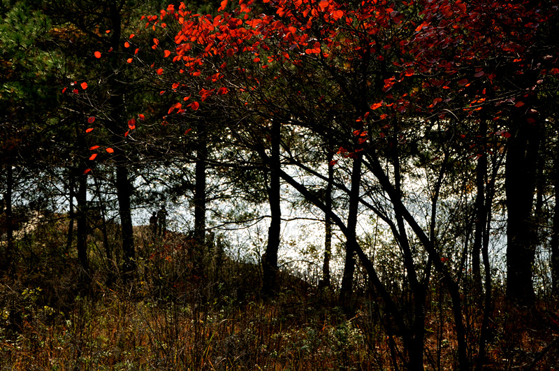 dsc_0207_.jpg