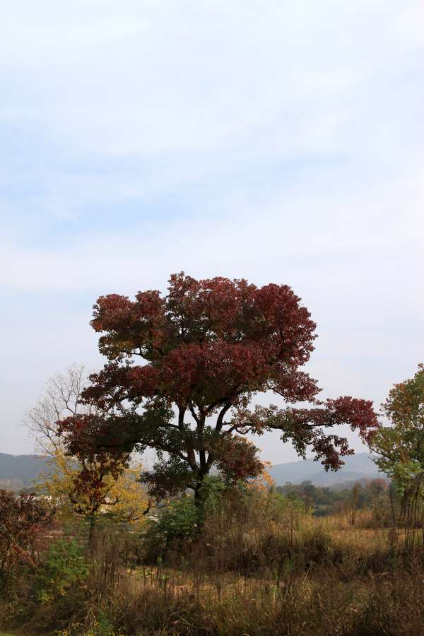 ת img_0009.jpg