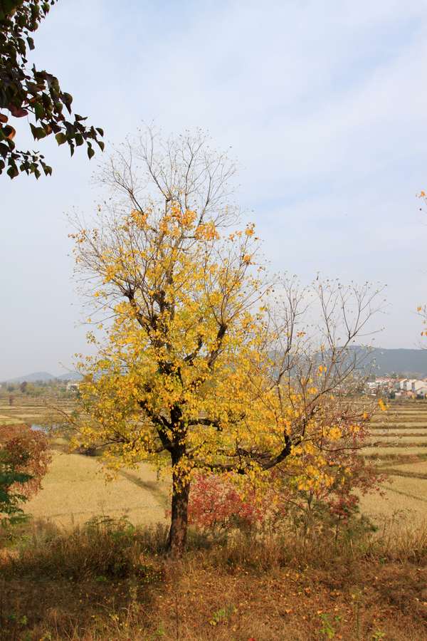 ת img_0013.jpg