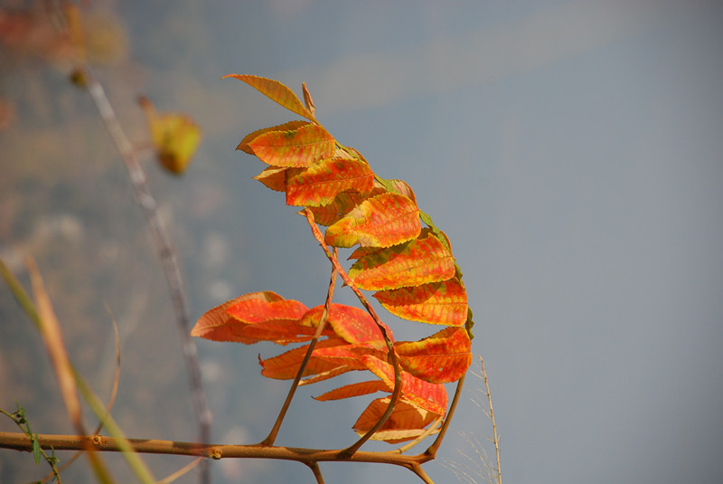 dsc_0004_.jpg