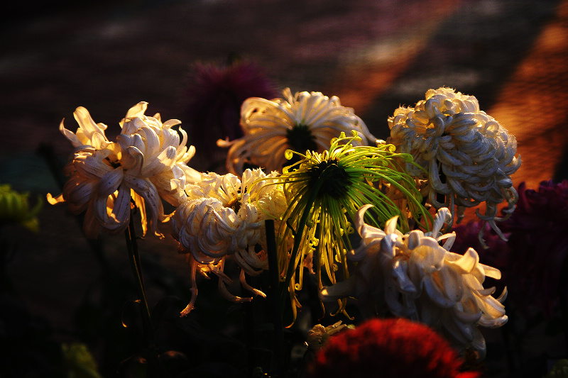 imgp9739.jpg