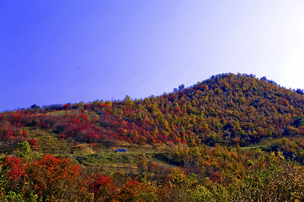_dsc8609a.jpg