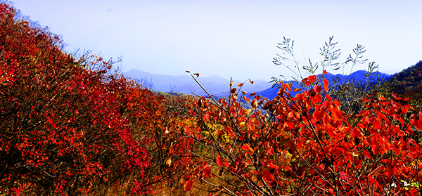 _dsc8629a.jpg