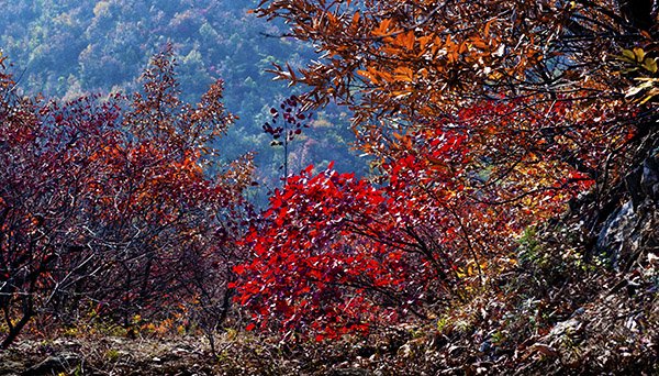 _dsc8653a.jpg