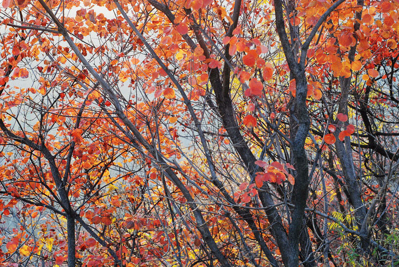 dsc_0243.jpg
