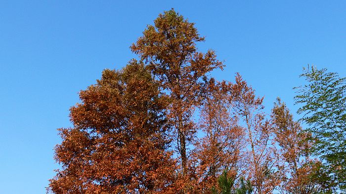 p1170633.jpg