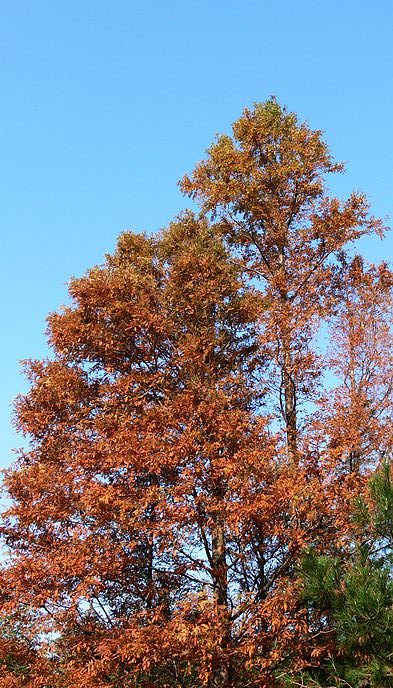 p1170634.jpg