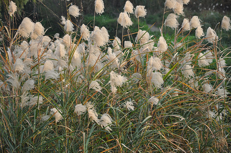 dsc_2633.jpg