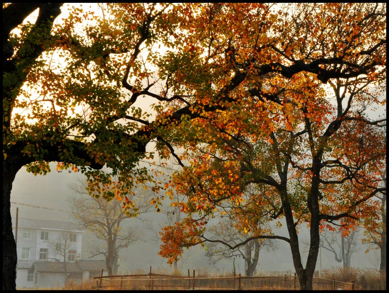conew_dsc_0430_conew1.jpg