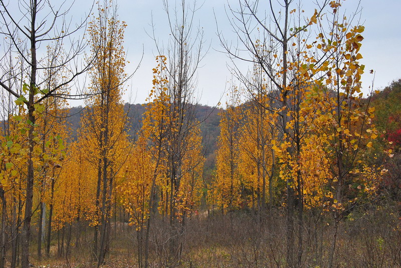 2011ƸںҶ_207_С.jpg