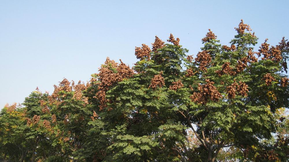 С  032.jpg