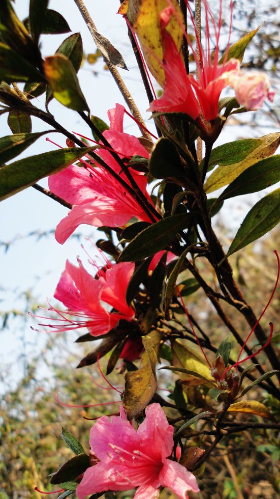 neo_img_dsc05074.jpg