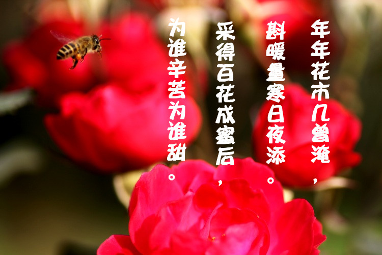 2011112817485080246_副本.jpg