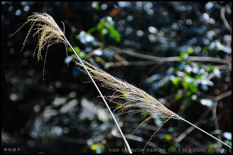 conew_dsc_0657.jpg