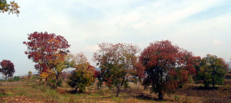 sam_4186_СС.jpg