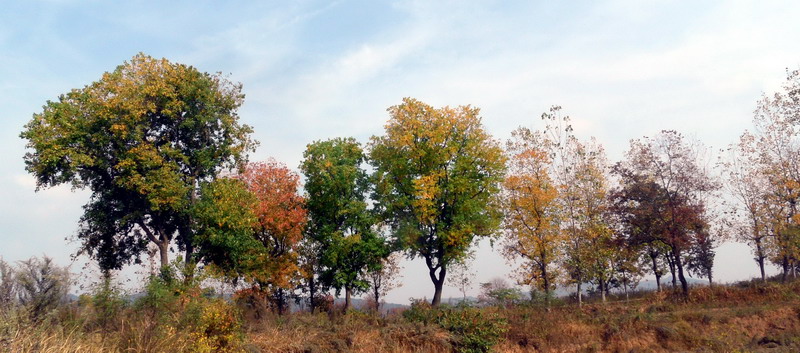 sam_4195_СС.jpg