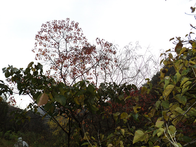 dsc06401_.jpg