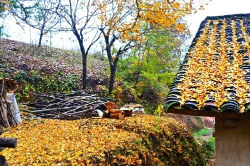 dsc_9250_conew4.jpg