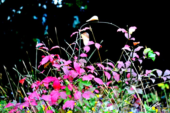 dsc_9856_conew1.jpg