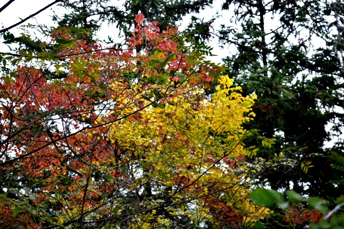 dsc_9796_conew1.jpg