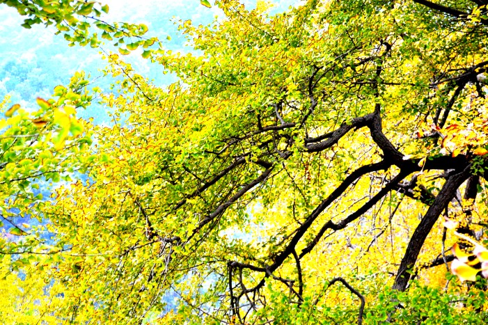 dsc_9718_conew1.jpg
