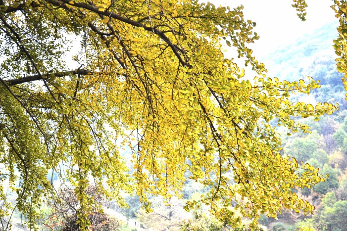 dsc_9716_conew2.jpg
