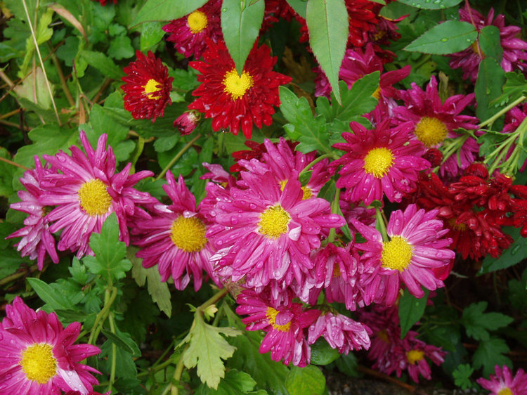 p1019377.jpg