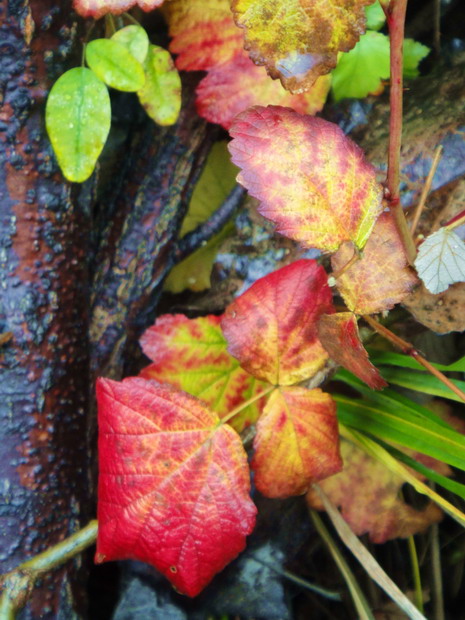 dsc08003.jpg