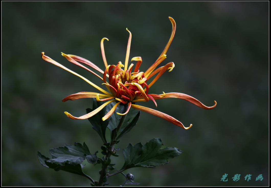 菊7k.jpg