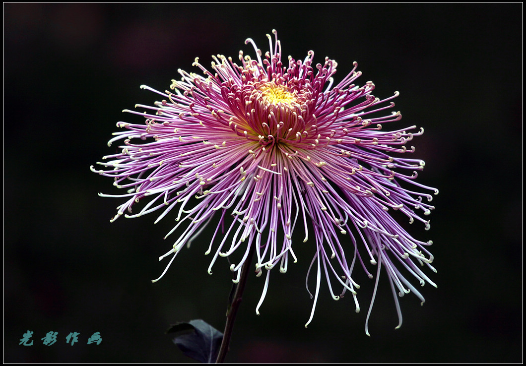 菊1k.jpg