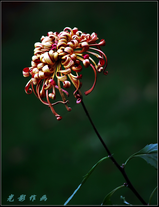 菊9k.jpg