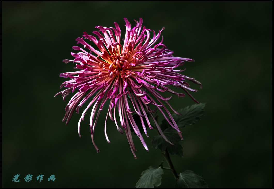 菊4k.jpg