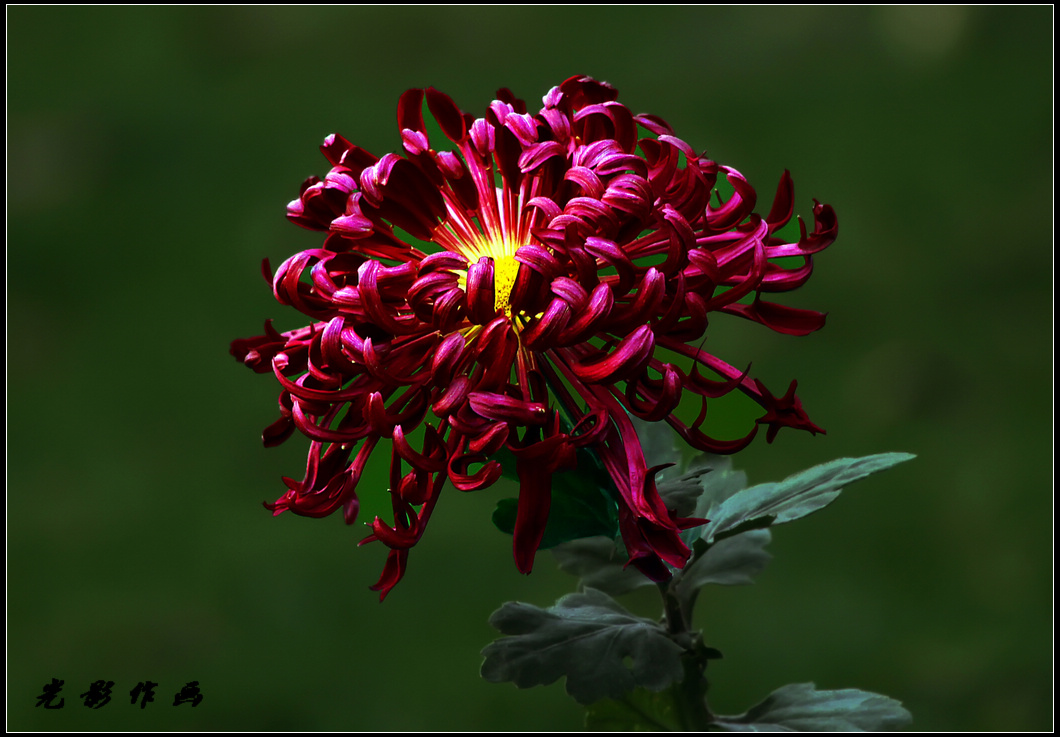 菊6k.jpg