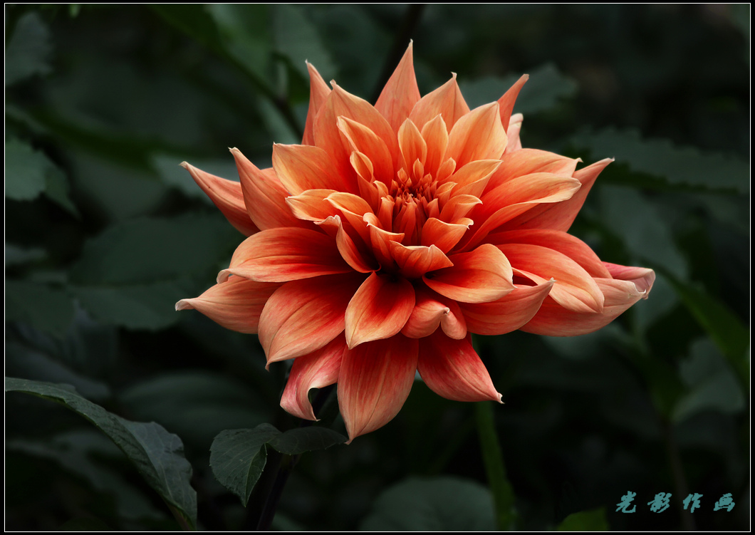 菊8k.jpg