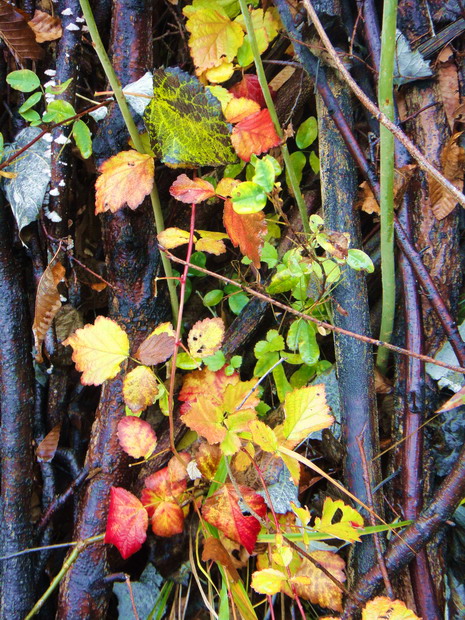 dsc08001.jpg