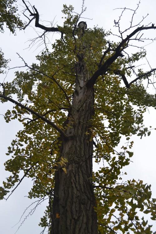 dsc_9327_conew1.jpg