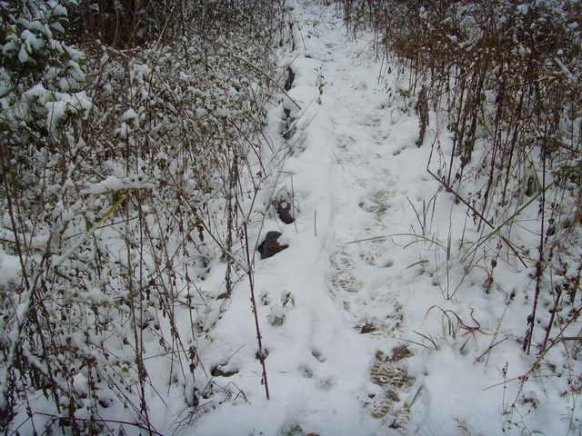 С snv31765.jpg