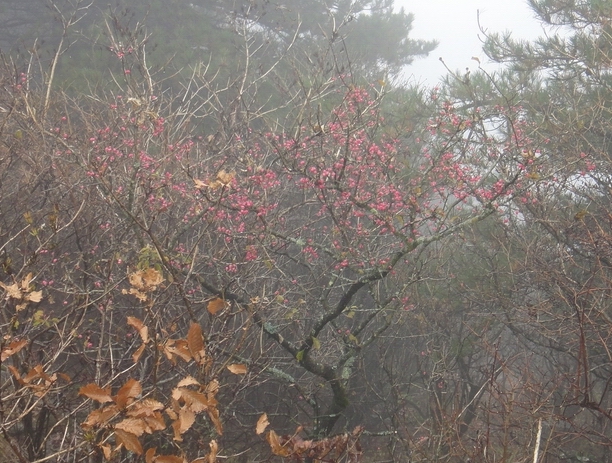dsc07967.jpg