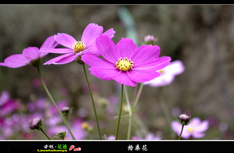_igp6114.jpg