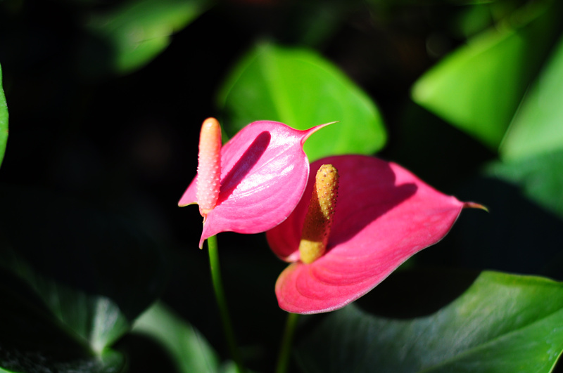 dsc_0875_.jpg