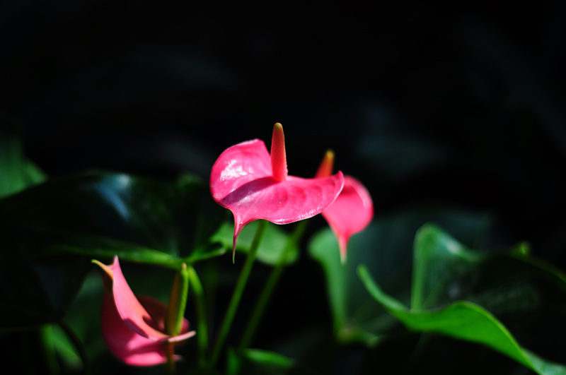 dsc_0892_.jpg