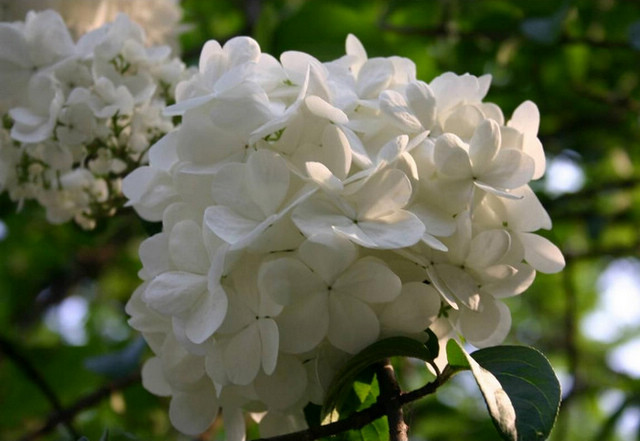 201062615362013502.jpg