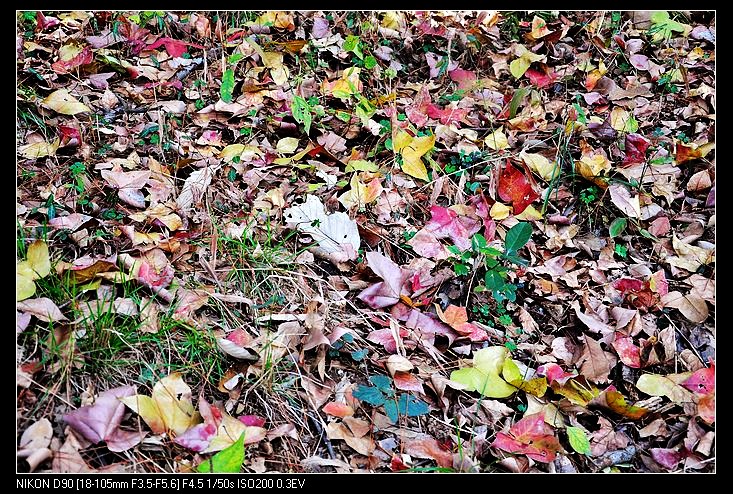 dsc_0350.jpg