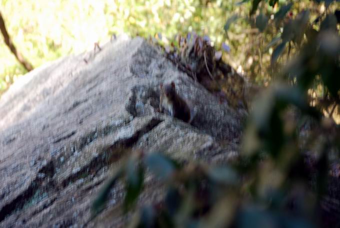 С dsc_0186.jpg