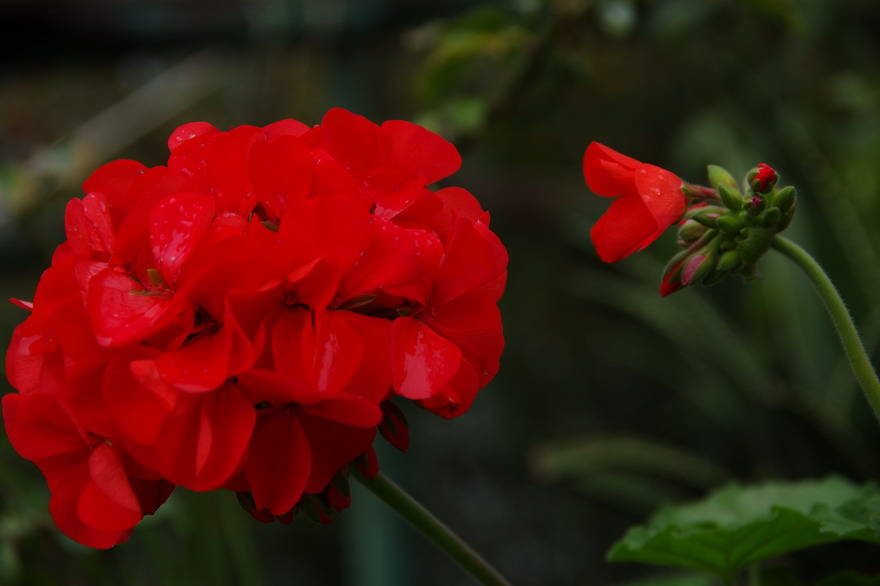 С imgp8409.jpg