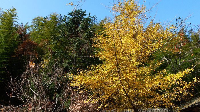 p1170669.jpg