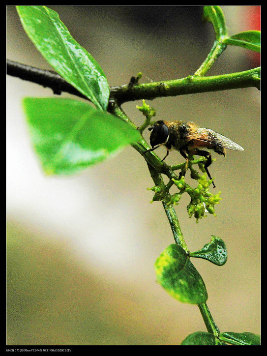 dsc_7009c.jpg